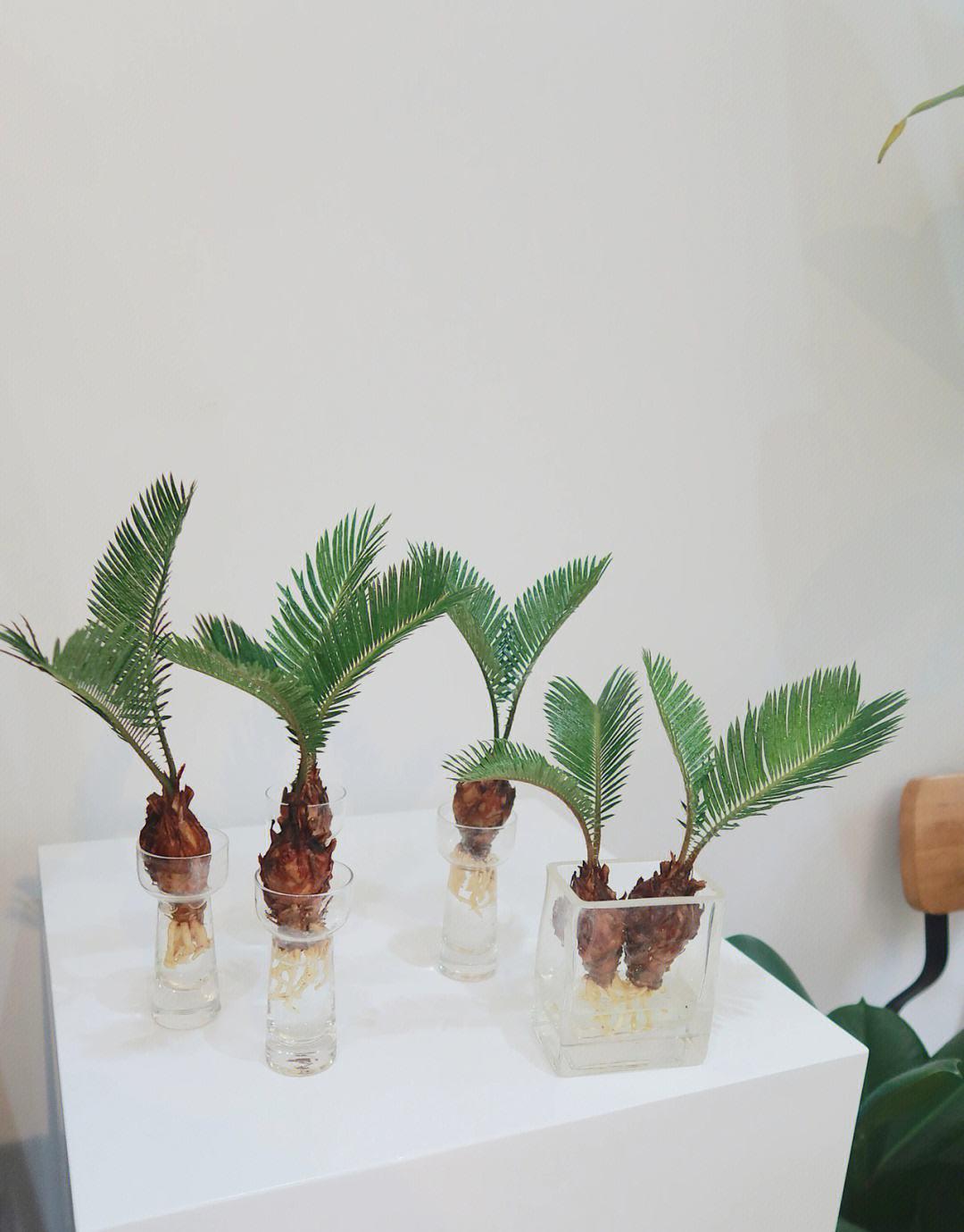 水培铁树的养殖方法 铁树,作为一种常见的观赏植物,以其独特的形态和