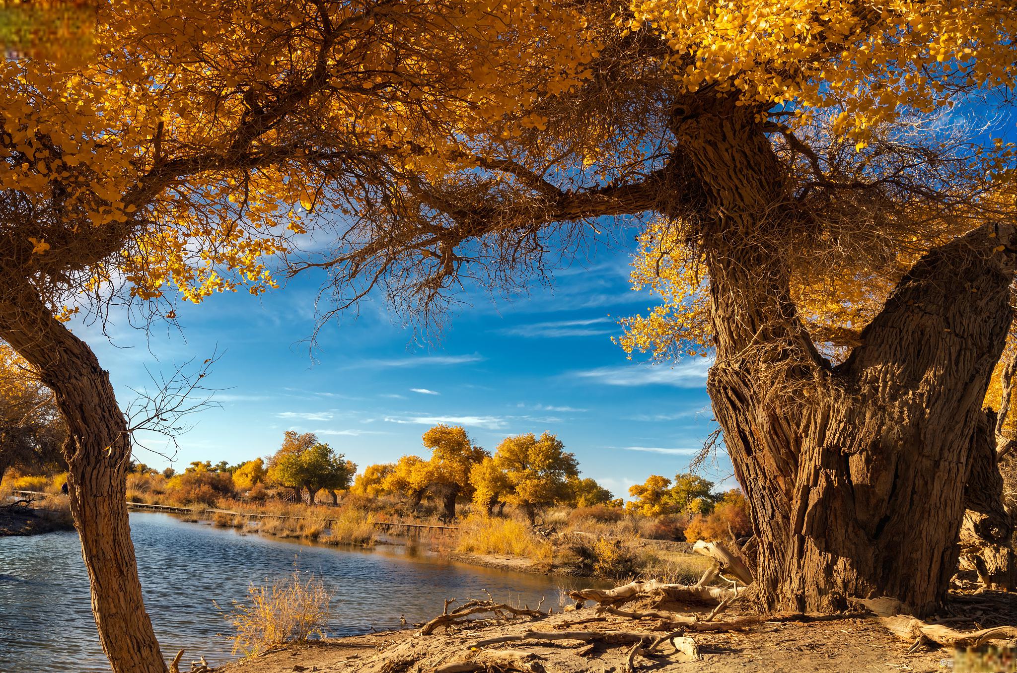 胡杨林,沙漠中的精灵 胡杨林,这一被誉为"沙漠中的精灵"的奇特景观,是