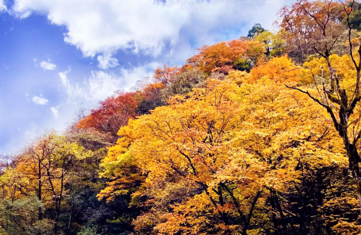 四川光雾山国际红叶节 在四川巴中,一场视觉与心灵的盛宴如约上演.