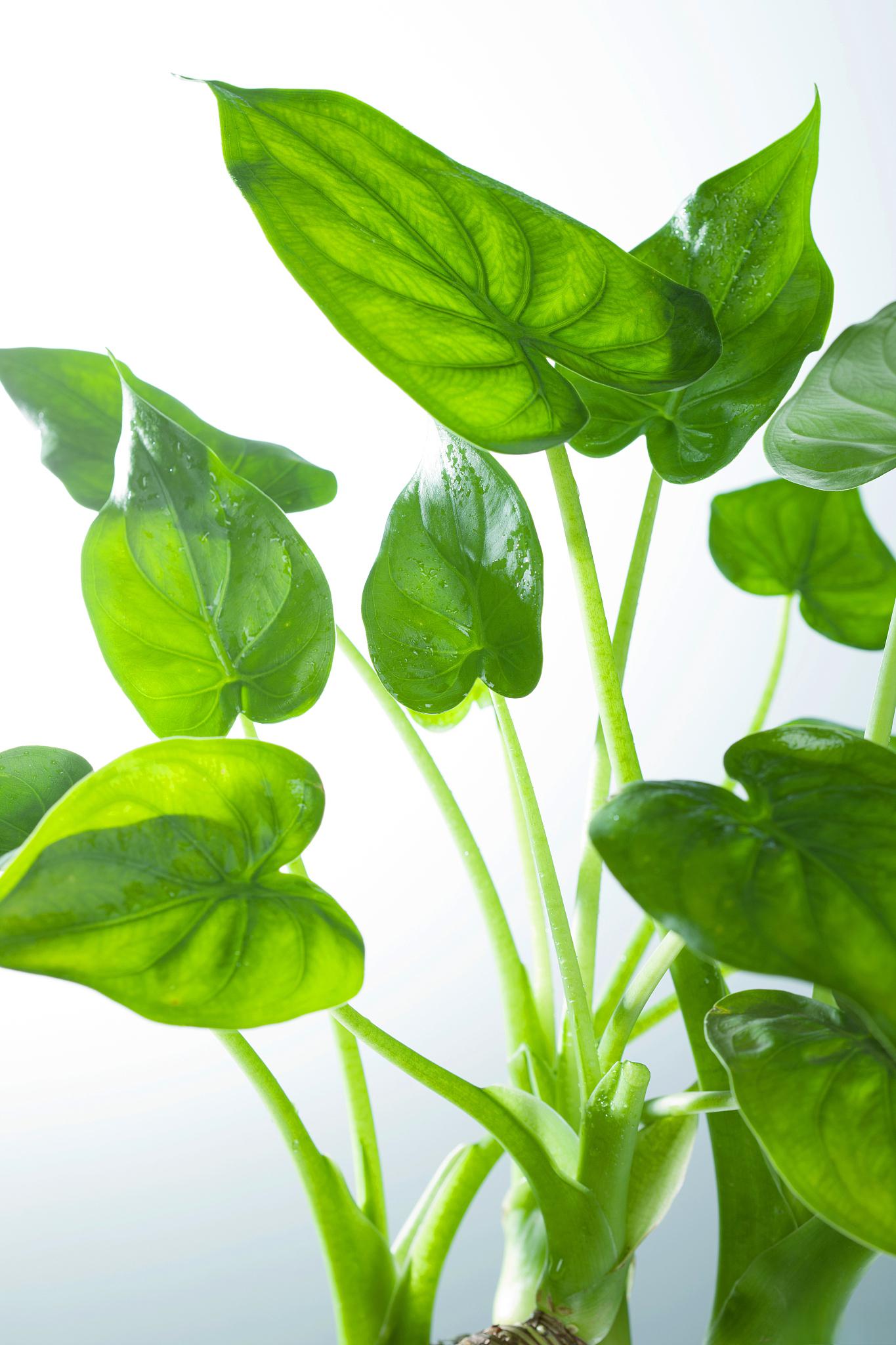 滴水观音养护指南 滴水观音是一种常见的观叶植物,以下是养护滴水观音