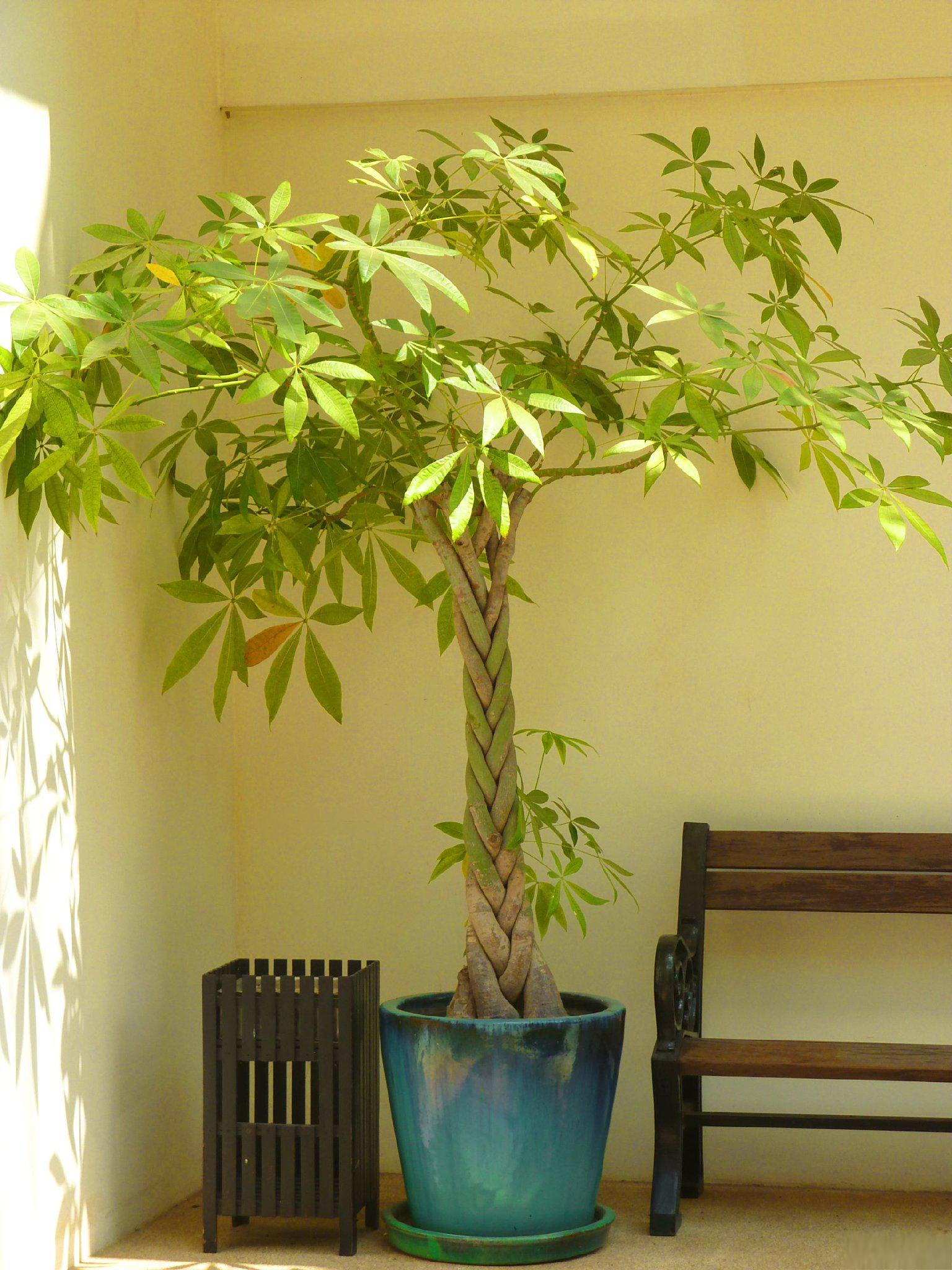 水培幸福树(lucky bamboo)是一种相对容易养护的植物,适合室内养殖