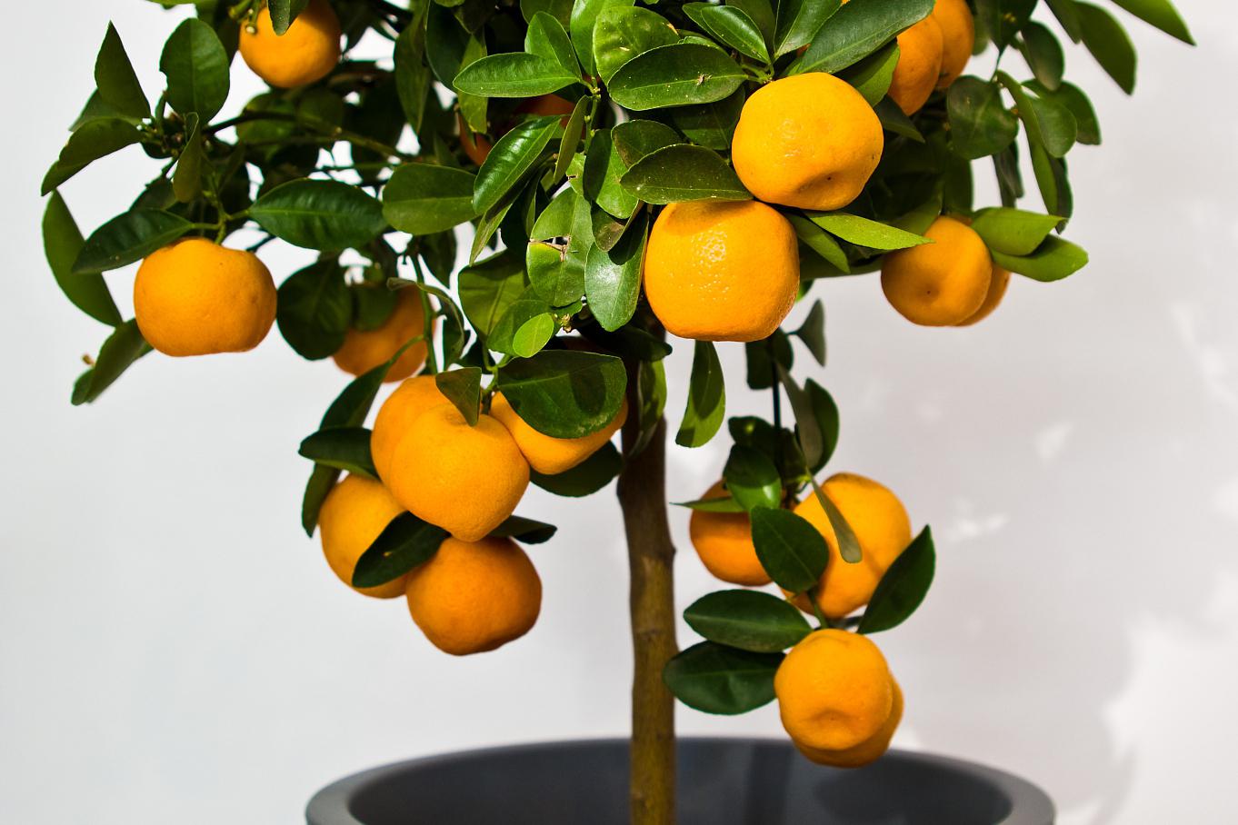 金钱桔盆栽种植方法和注意事项 金钱桔是一种小巧玲珑,美观可爱的盆栽