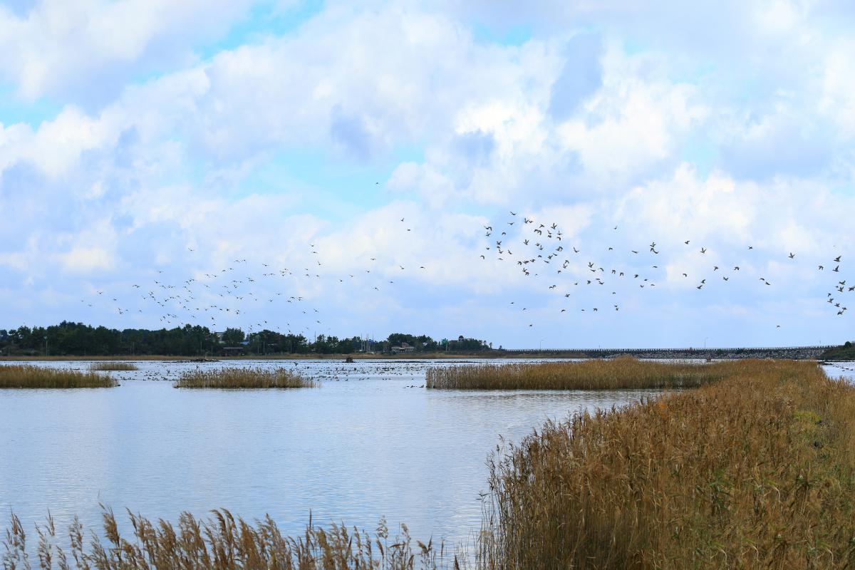 巢湖地区湿地:自然与人文的交融之地 巢湖地区湿地,以其独特的生态