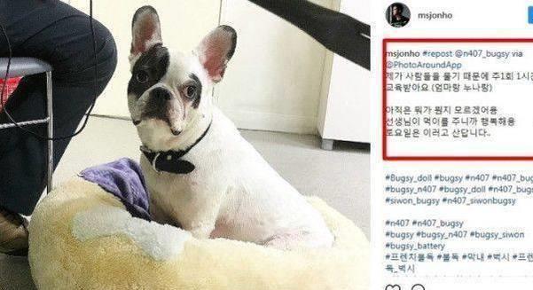 崔始源爱犬咬死邻居画面曝光 韩国男子组合superjunior成员崔始源的