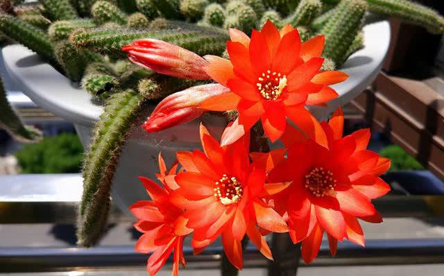 白檀仙人掌怎样才能开花 白檀是一种附生类的植物,有着株型小巧的外观