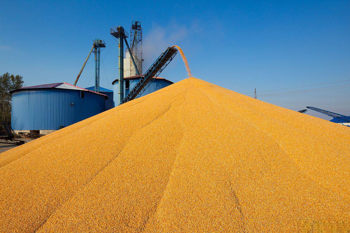 大宗贸易之玉米 玉米是全球最重要的农作物之一,二等玉米是中国玉米