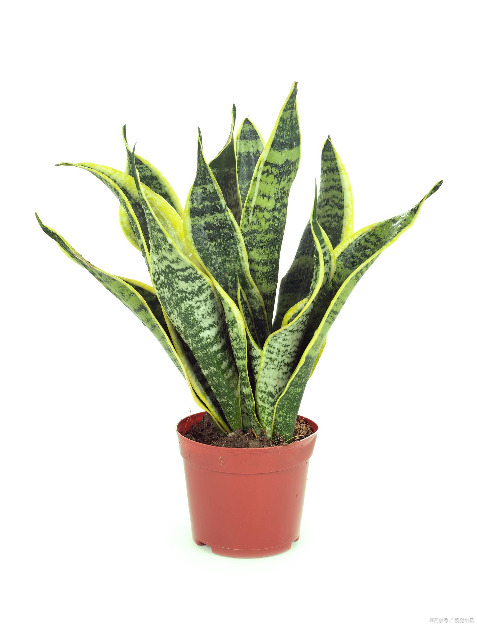 虎皮兰生根方法 虎皮兰是一种非常常见的观叶植物,具有浓密的叶片和