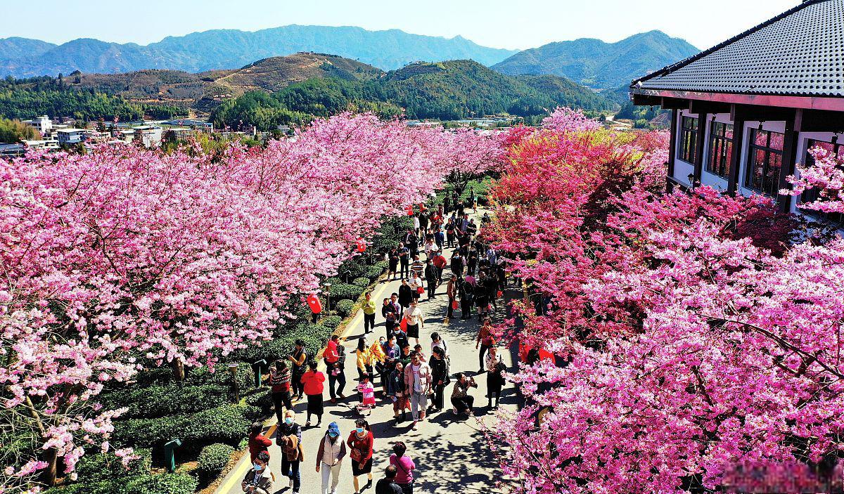 福建三明大田一日游:樱花与野温泉的完美邂逅 在中国的福建三明,有一