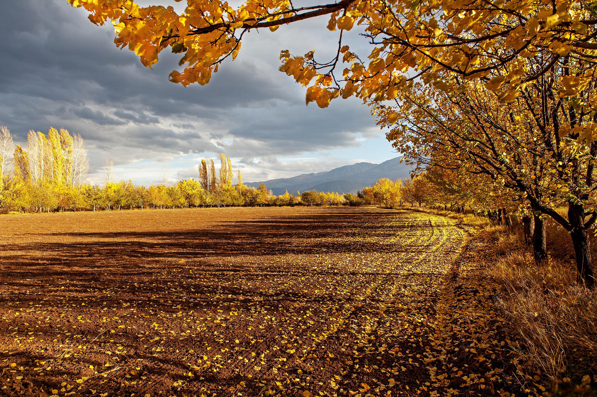 秋日微风,感受大自然的美丽和独特魅力 秋天,那是一幅温暖的画卷,微风