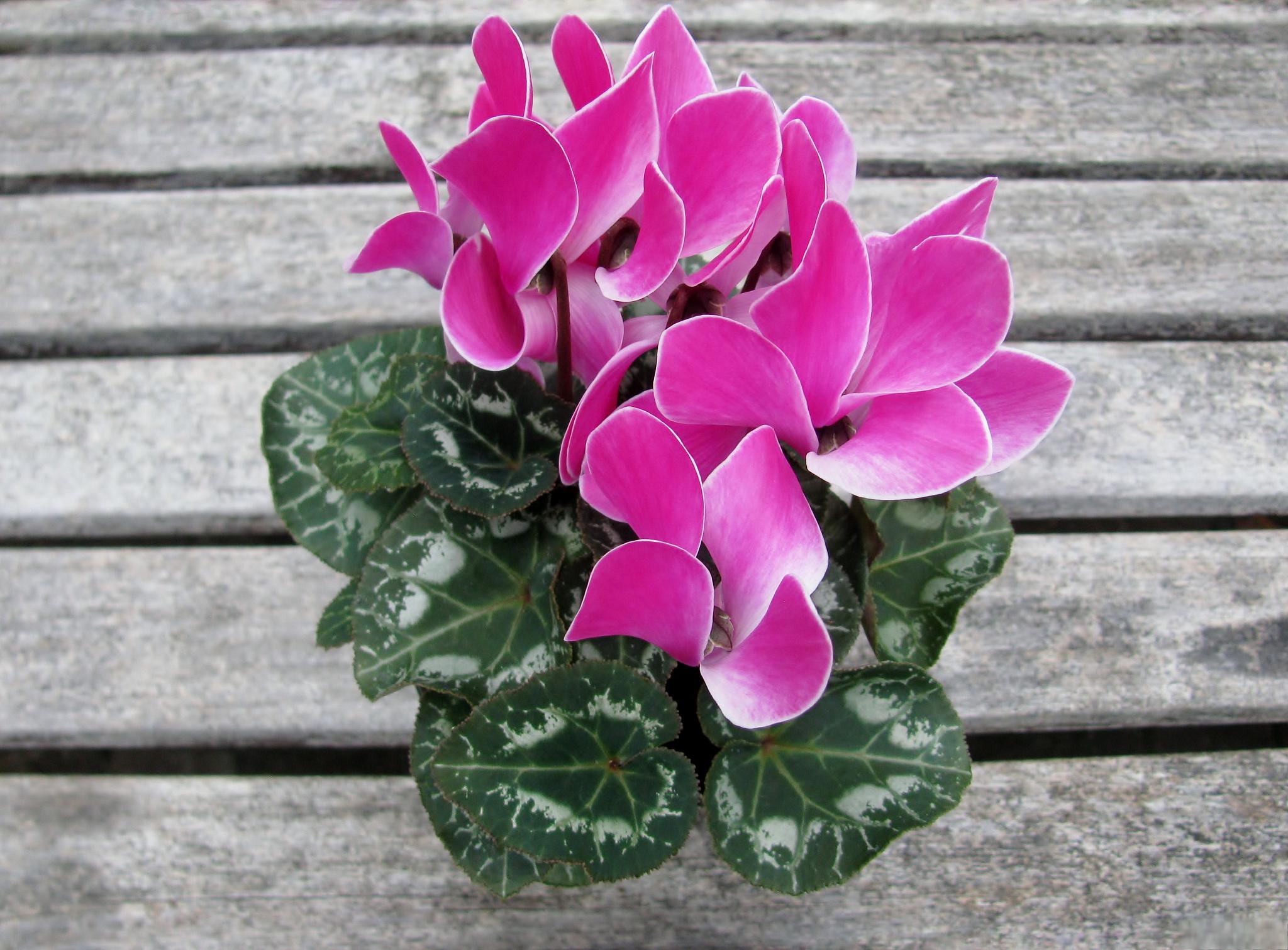 本文将为大家介绍仙客来休眠期养护的要点.