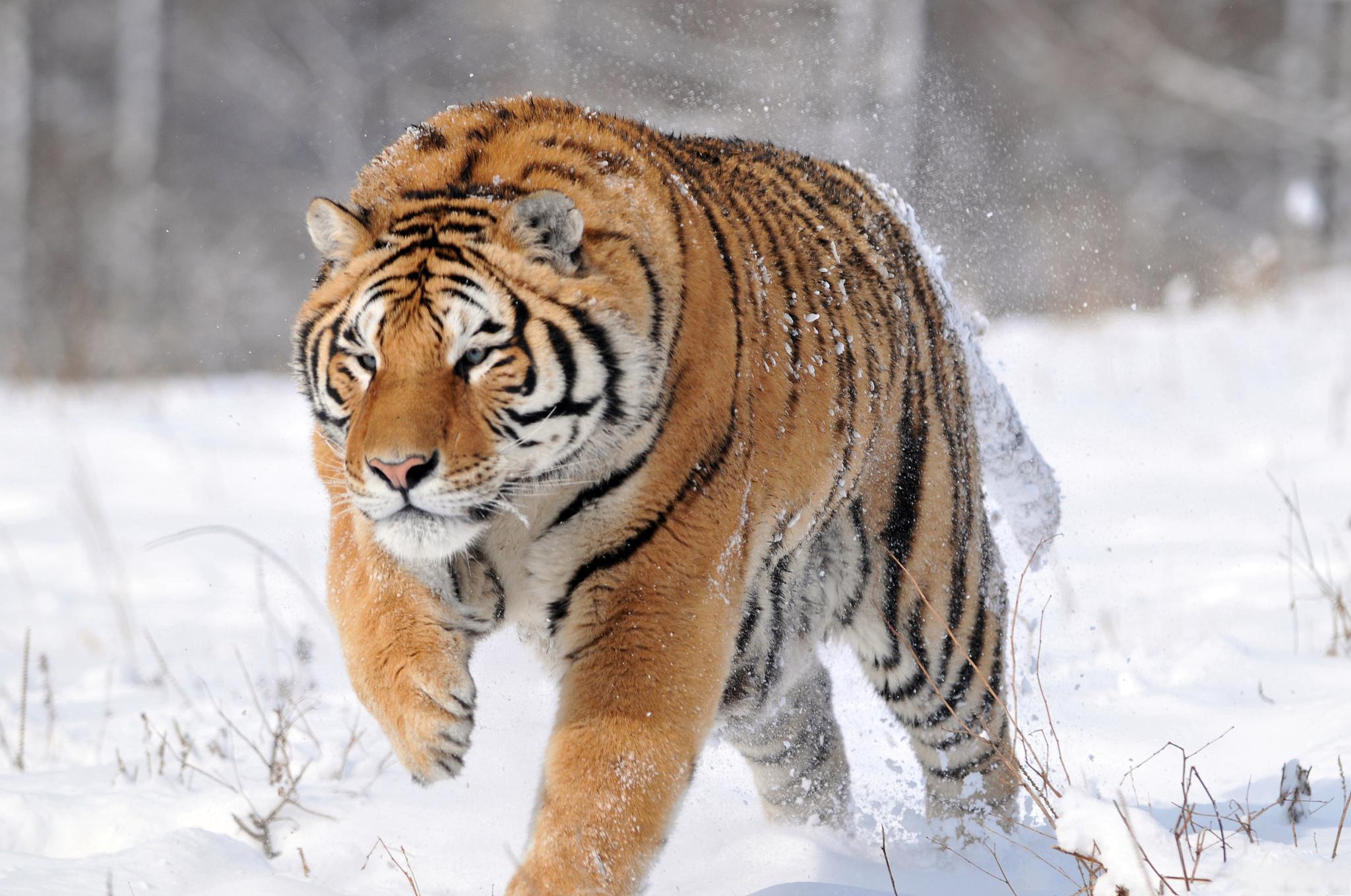 老虎出没:村民喂狗发现只剩狗头 黑龙江虎林市虎头镇发生了一起令人瞠