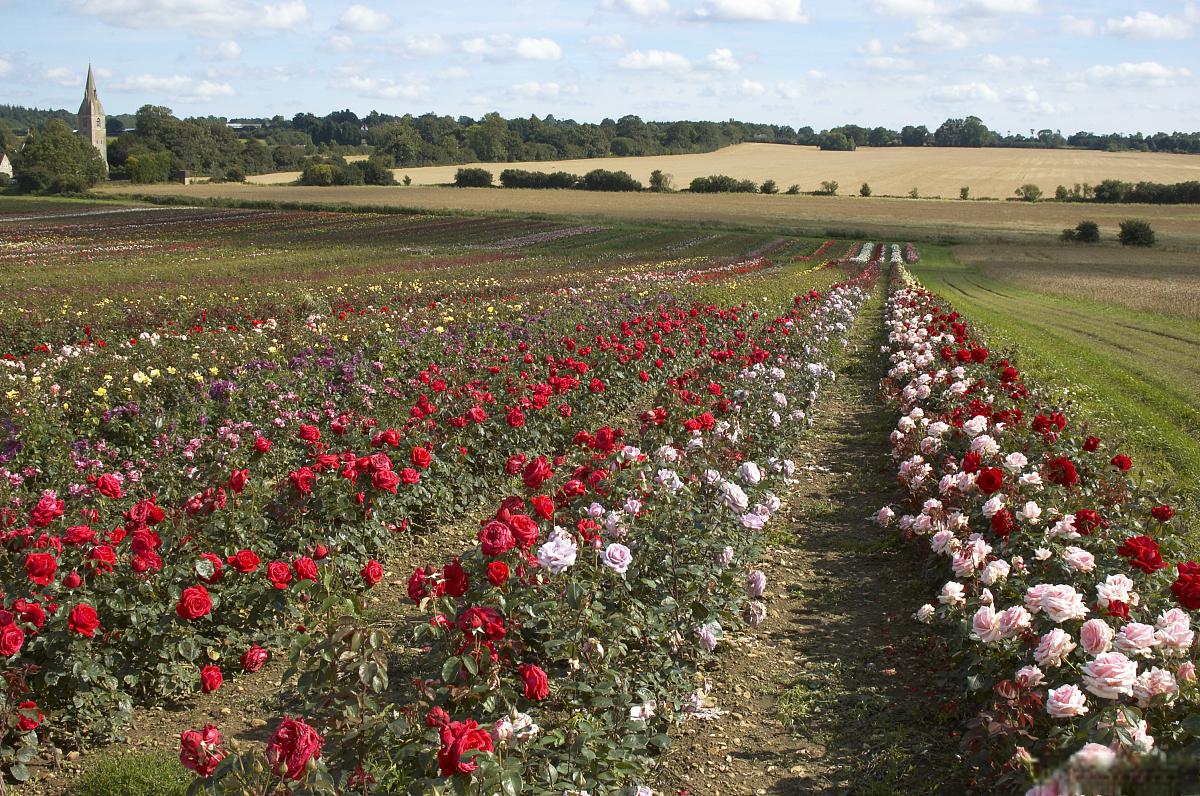 保加利亚玫瑰谷,一场花海之旅 保加利亚,这个位于东欧的国度,以其多彩
