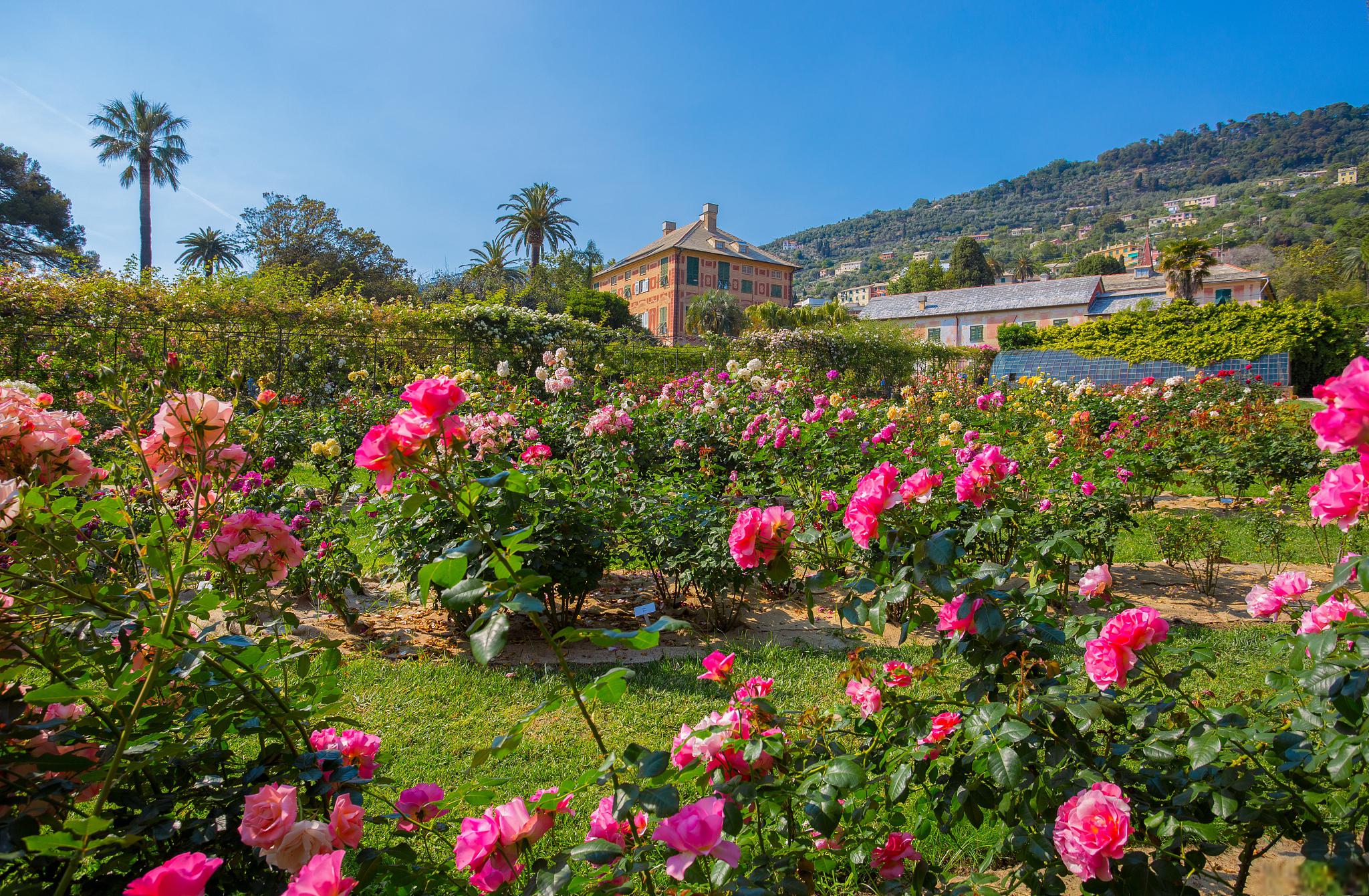 保加利亚玫瑰谷,一场花海之旅 保加利亚,这个位于东欧