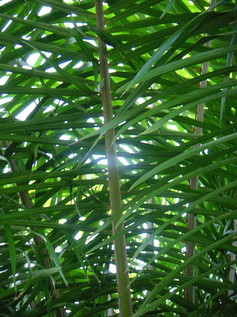 凤尾竹的种植方法 凤尾竹,也称为"幸福竹"或"黄竹",是一种观赏性植物