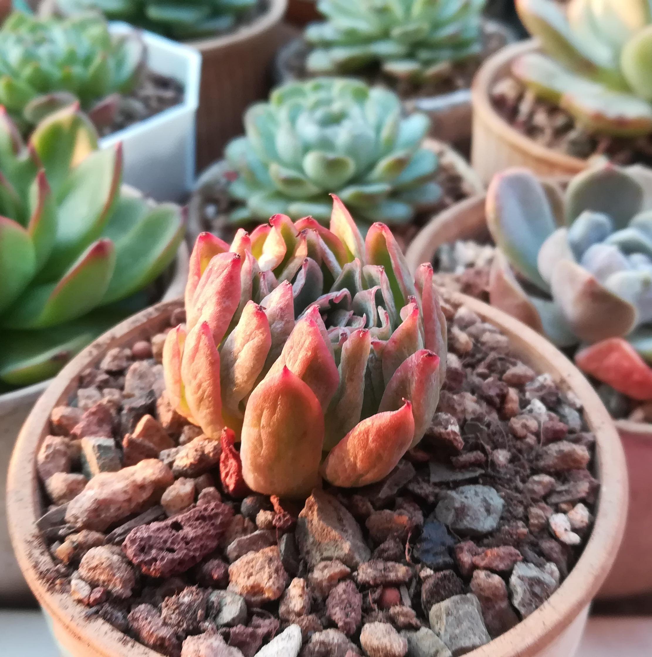 看到有人在问多肉干瘪了怎么补救,家里正好有一盆干瘪在养护的紫罗兰