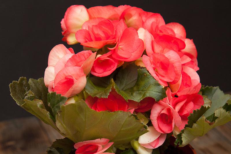 玻璃海棠的养殖方法和注意事项 玻璃海棠,又名玻璃翠,玻璃花,是一种