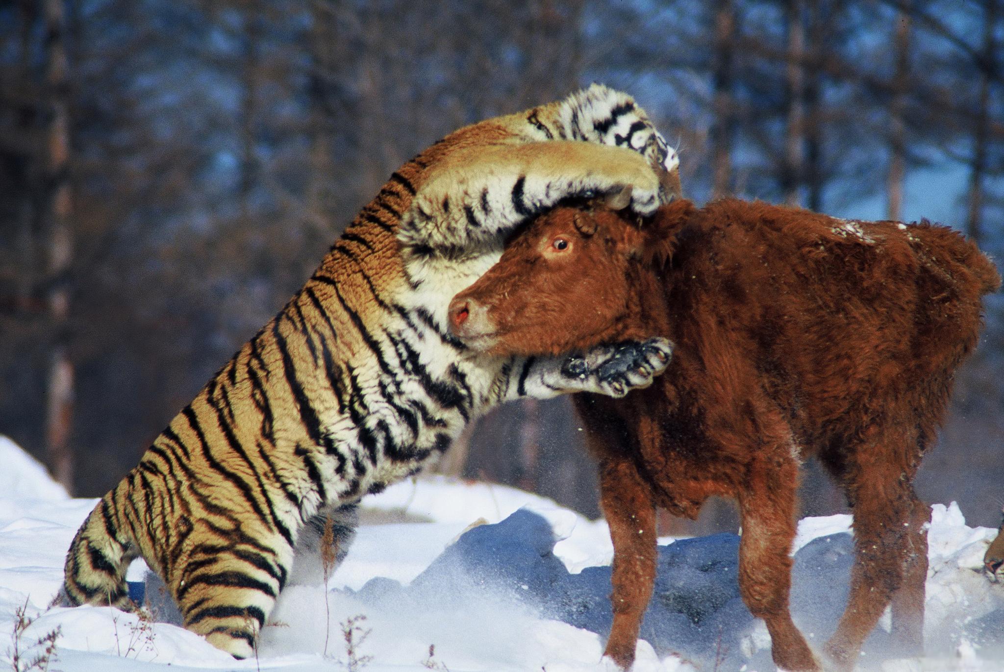 老虎出没:村民喂狗发现只剩狗头 近日,黑龙江省虎林市人民政府发布