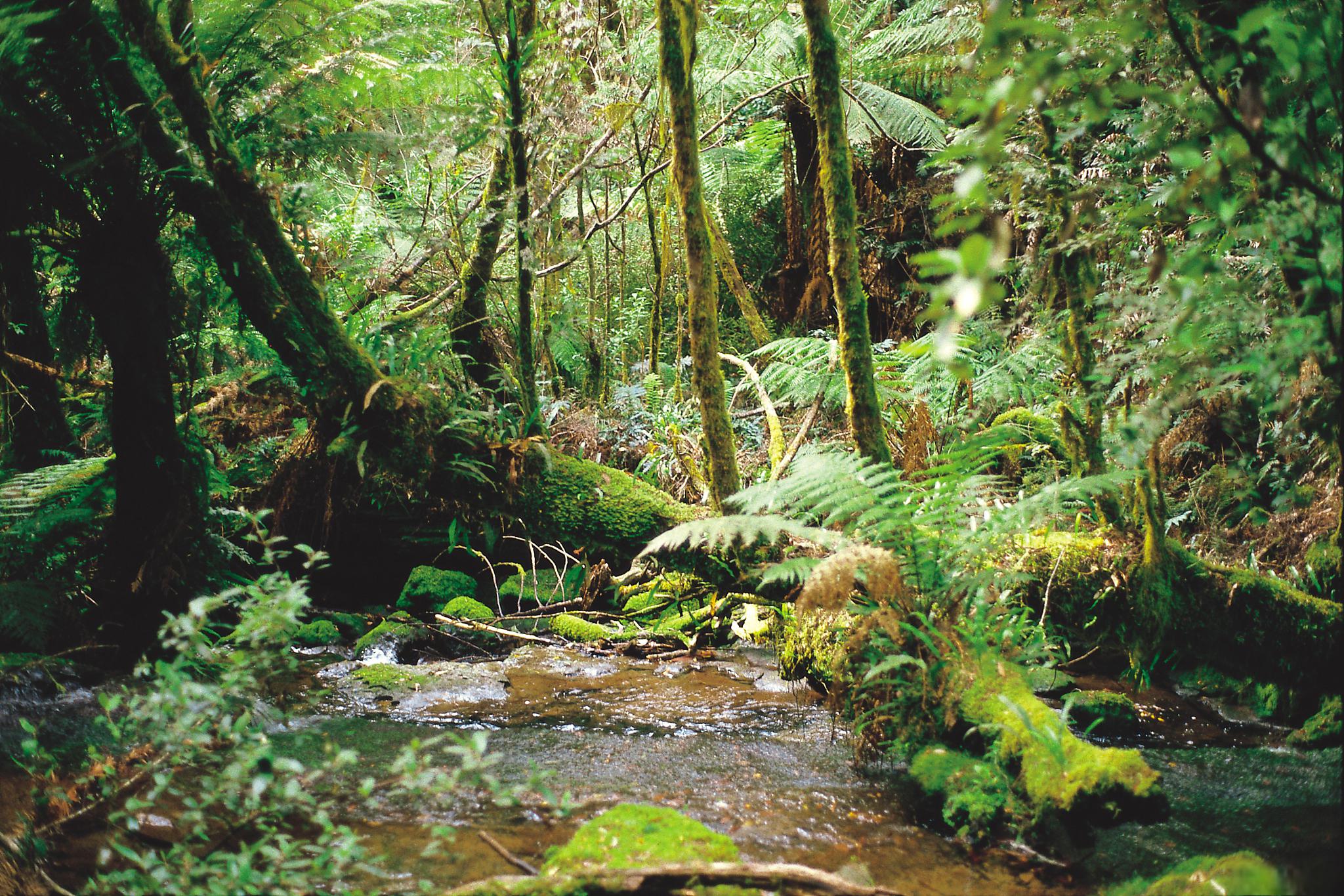 苏门答腊热带雨林旅游攻略 苏门答腊热带雨林是世界上最古老的热带雨