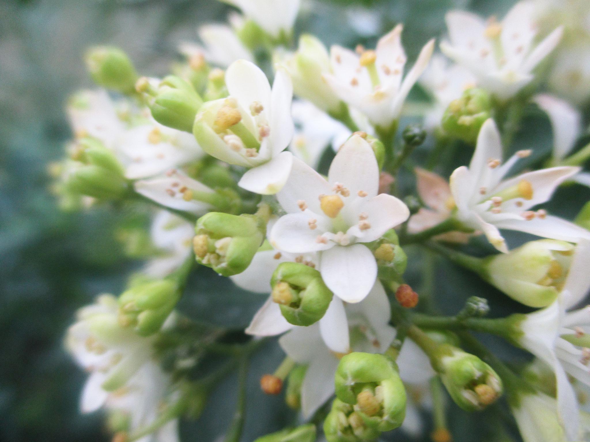 养殖香水米兰花的注意事项 香水米兰花是一种美丽的兰花品种,其花形
