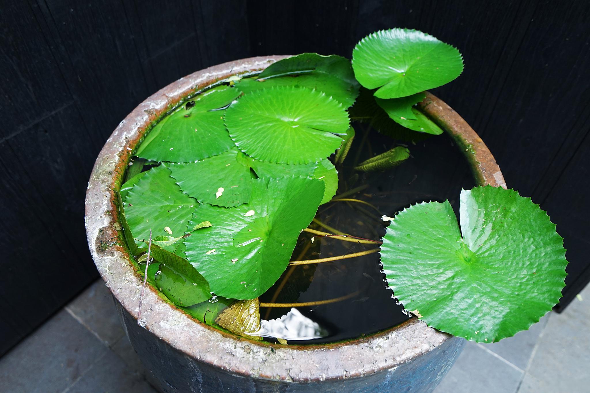 水生植物有哪些图片图片