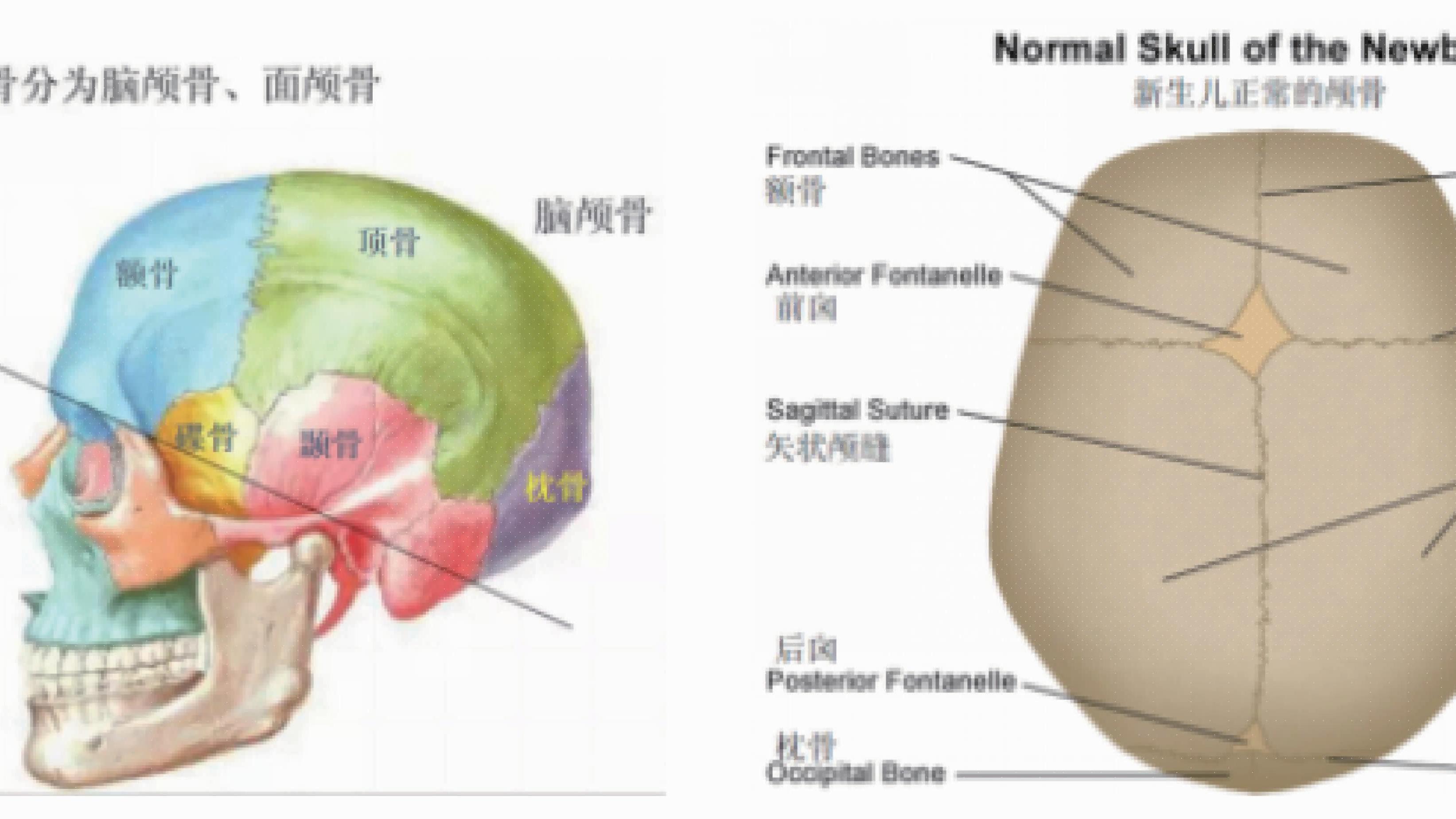 新生儿颅骨结构图图片