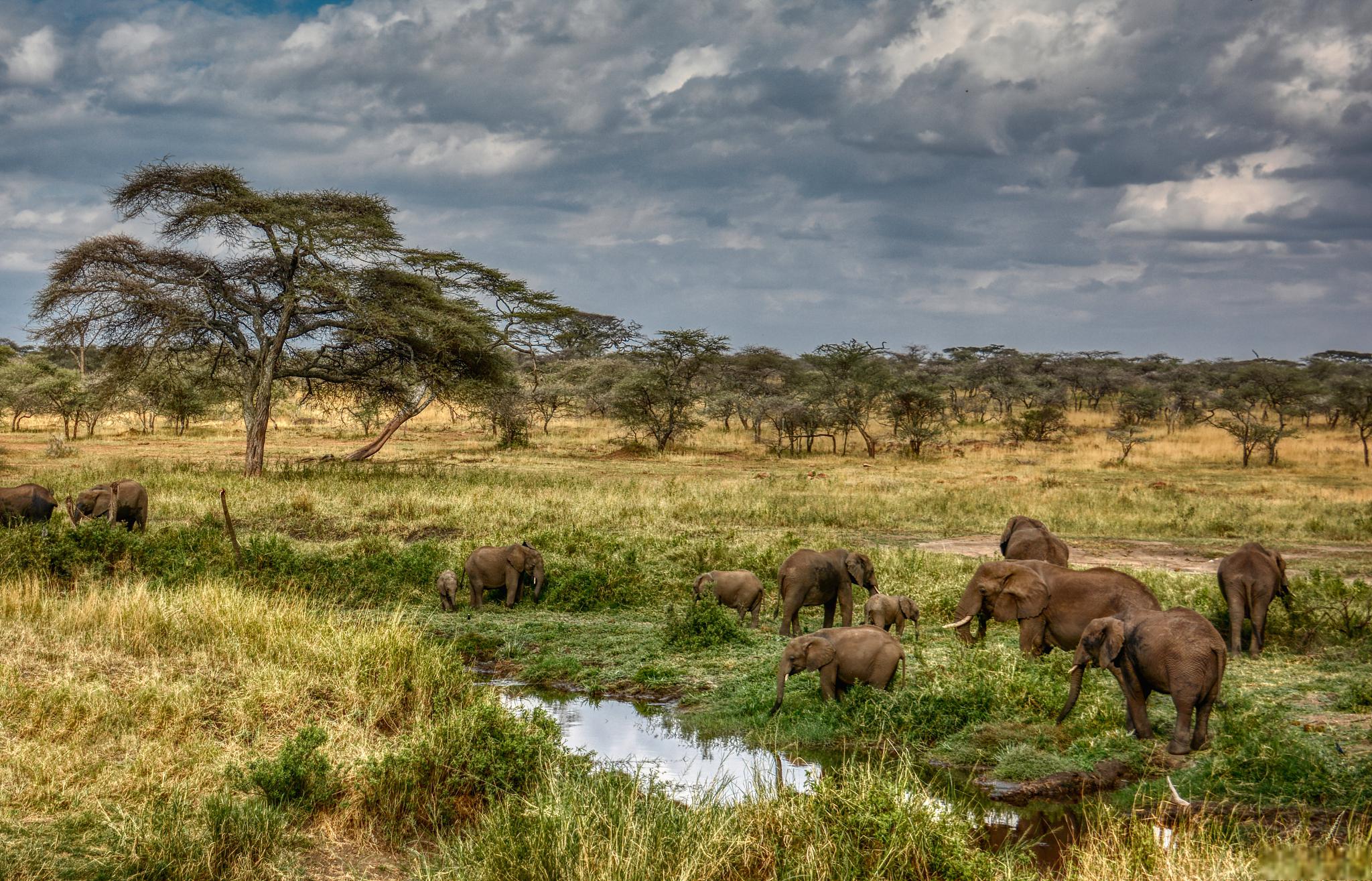 肯尼亚马赛马拉野生动物保护区@拙言旅游见解的动态