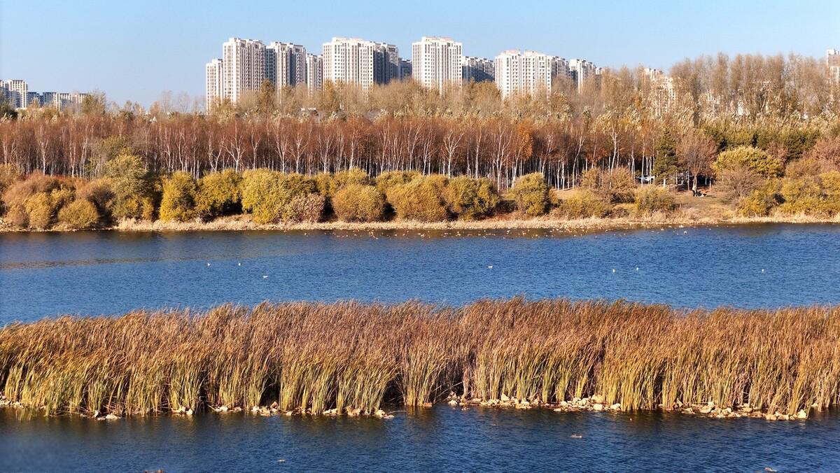 万顷松花江湿地秋天的色彩 2023年10月24日,位于中国黑龙江省哈尔滨市