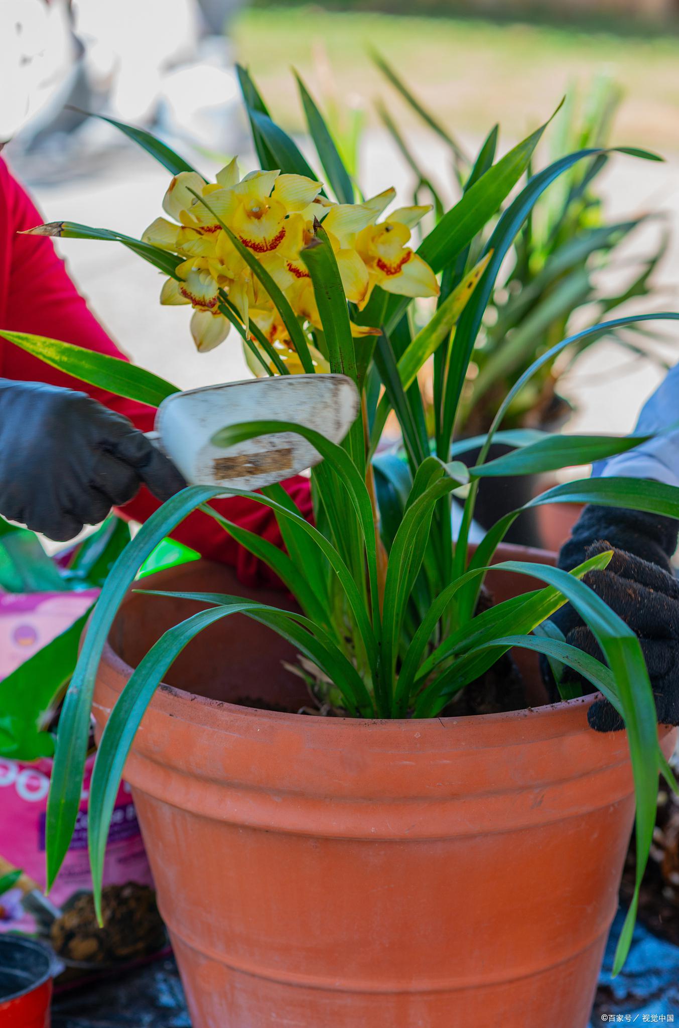 海南香兰盘景养护方法 香兰盘景是非常美丽的一种盆栽,它的叶片如同