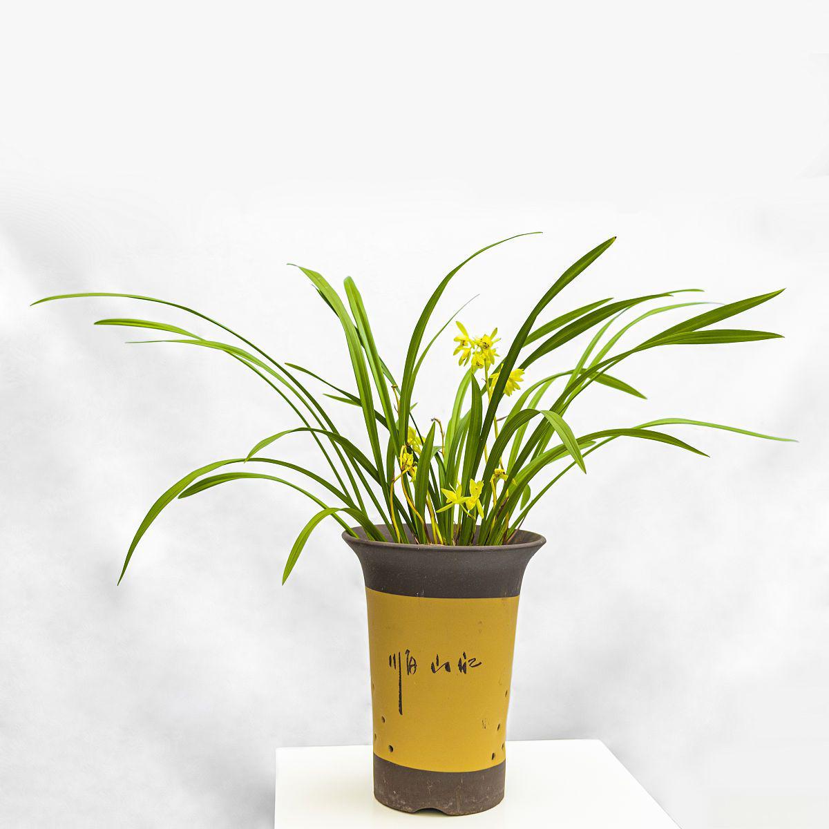 海南香兰盘景养护方法 香兰盘景是非常美丽的一种盆栽,它的叶片如同