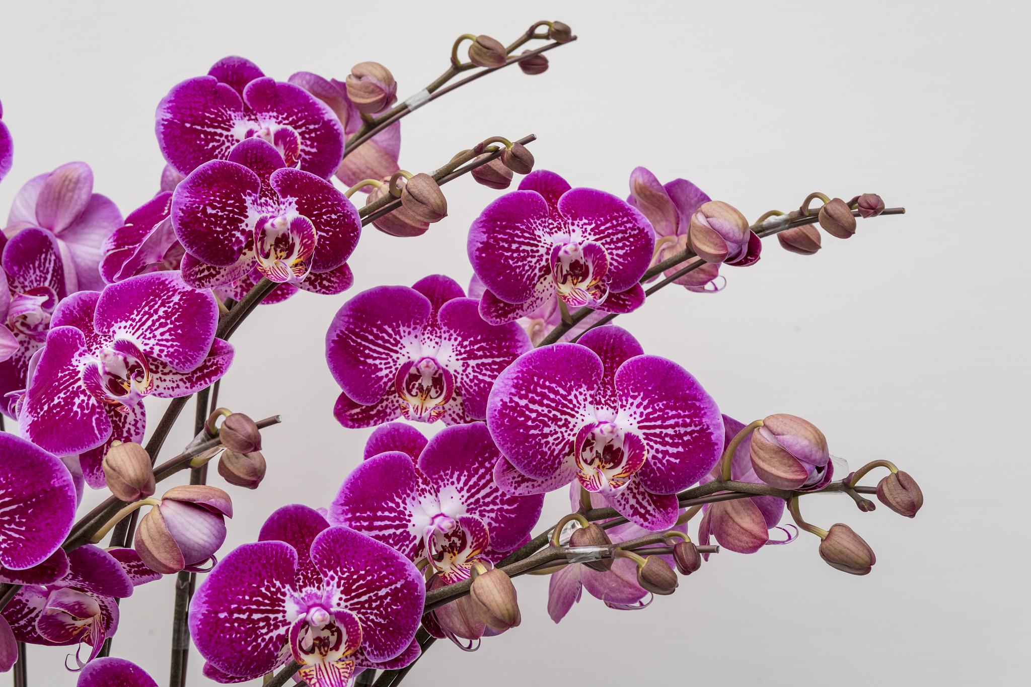 蝴蝶兰养殖方法与注意事项 蝴蝶兰,被誉为"兰中之王",以其独特的形态