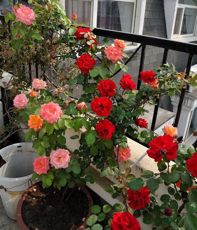 夏季不怕暴晒的六种花卉植物 暑热的夏季总是让许多花卉植物进入休眠