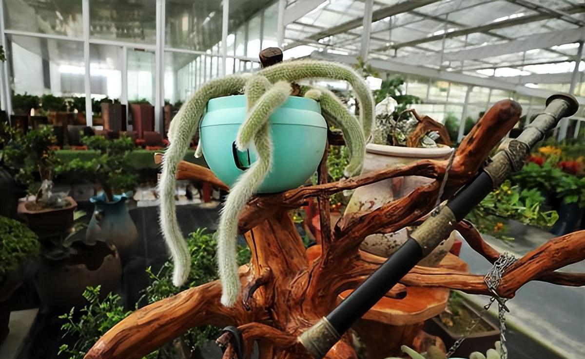 九尾狐盆栽:神秘与艳丽并存的花艺世界 盆栽艺术源远流长,而九尾狐