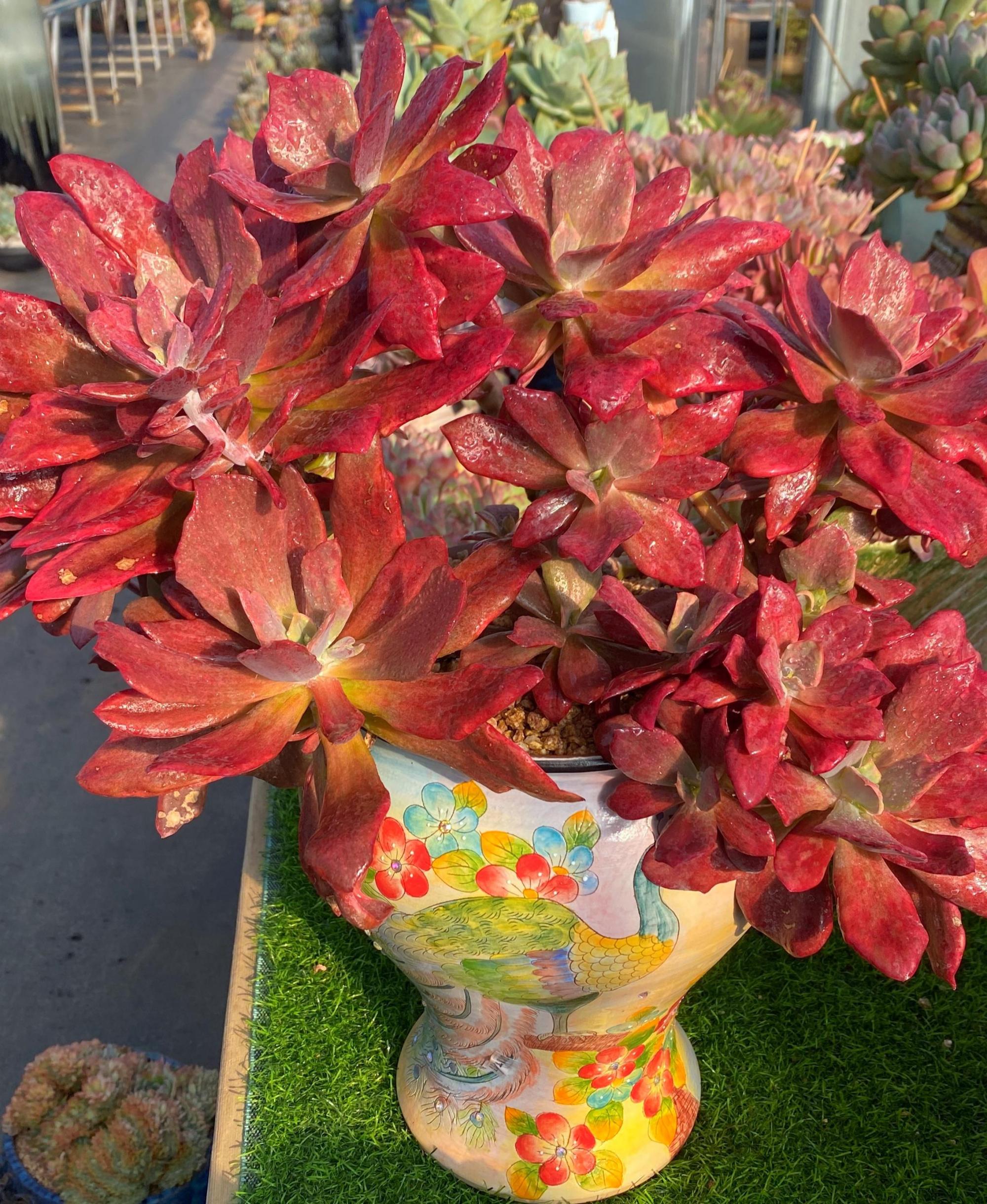 钻石锦多肉,多肉植物中的璀璨明珠 在众多的多肉植物中,钻石锦无疑是