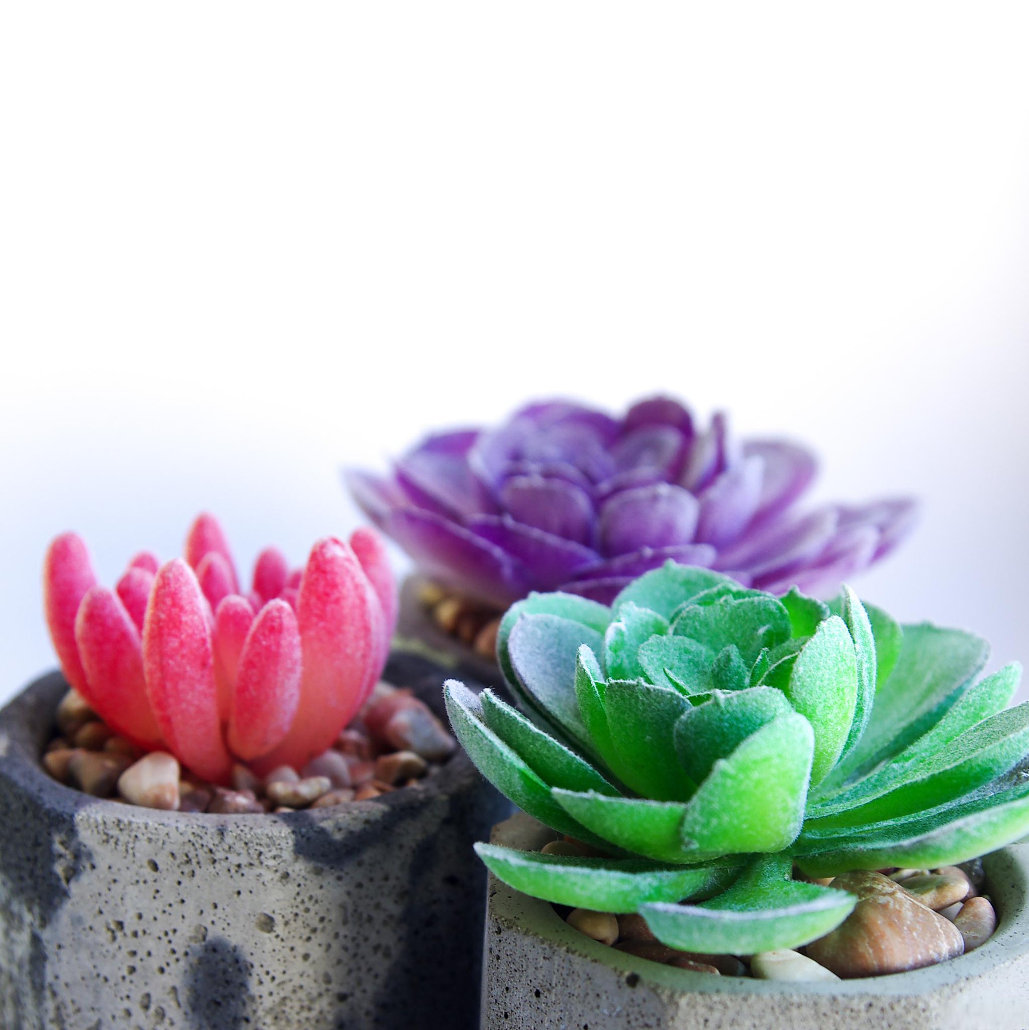 多肉植物白色虫子怎么办 多肉植物是一类非常受欢迎的室内植物,因其