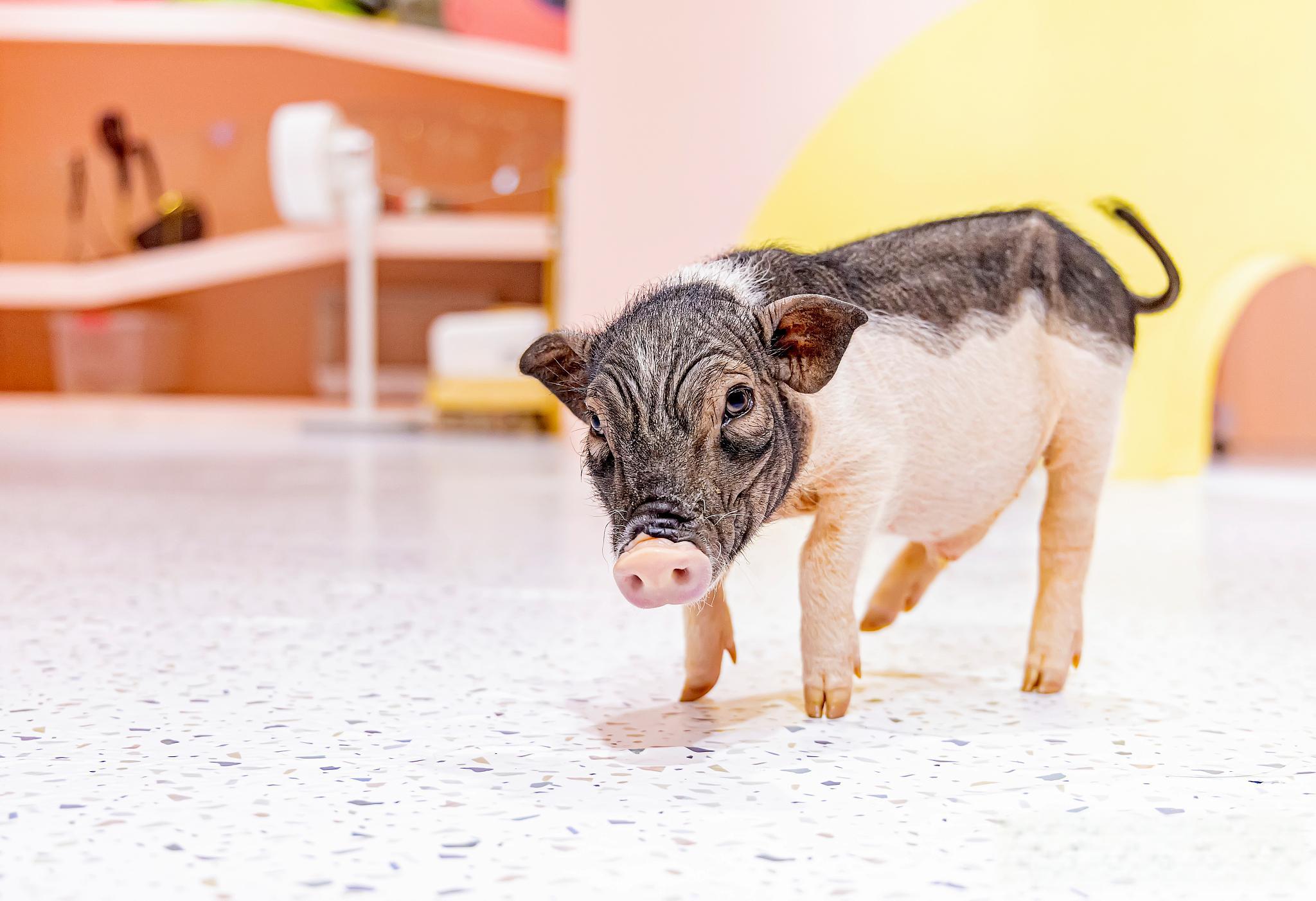 美国一宠物猪被强制抓走减肥 美国佛罗里达州宠物猪猪排因重达362斤
