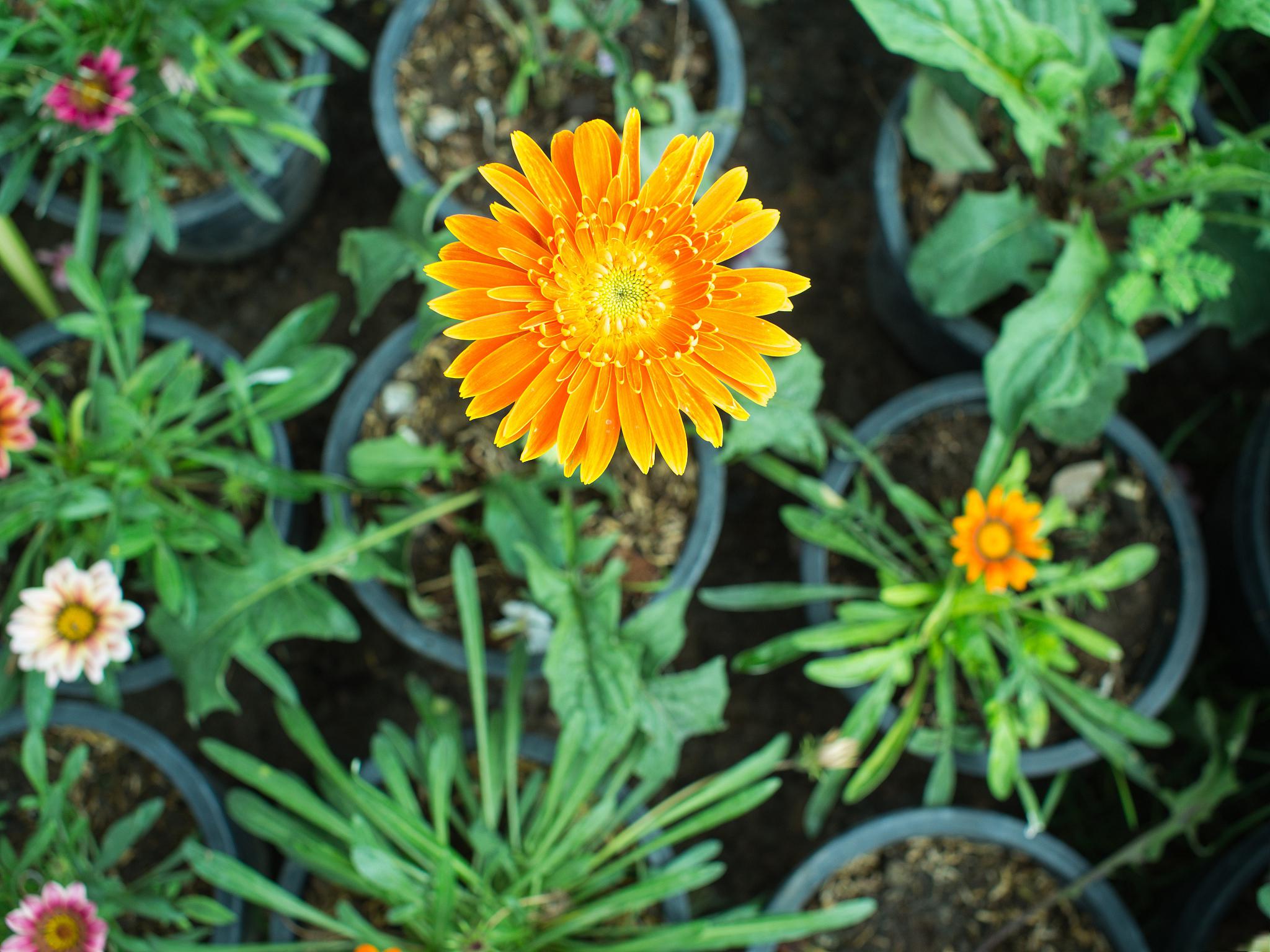 除虫菊的生长环境和养护技巧 除虫菊是一种多年生草本植物,常见于中国