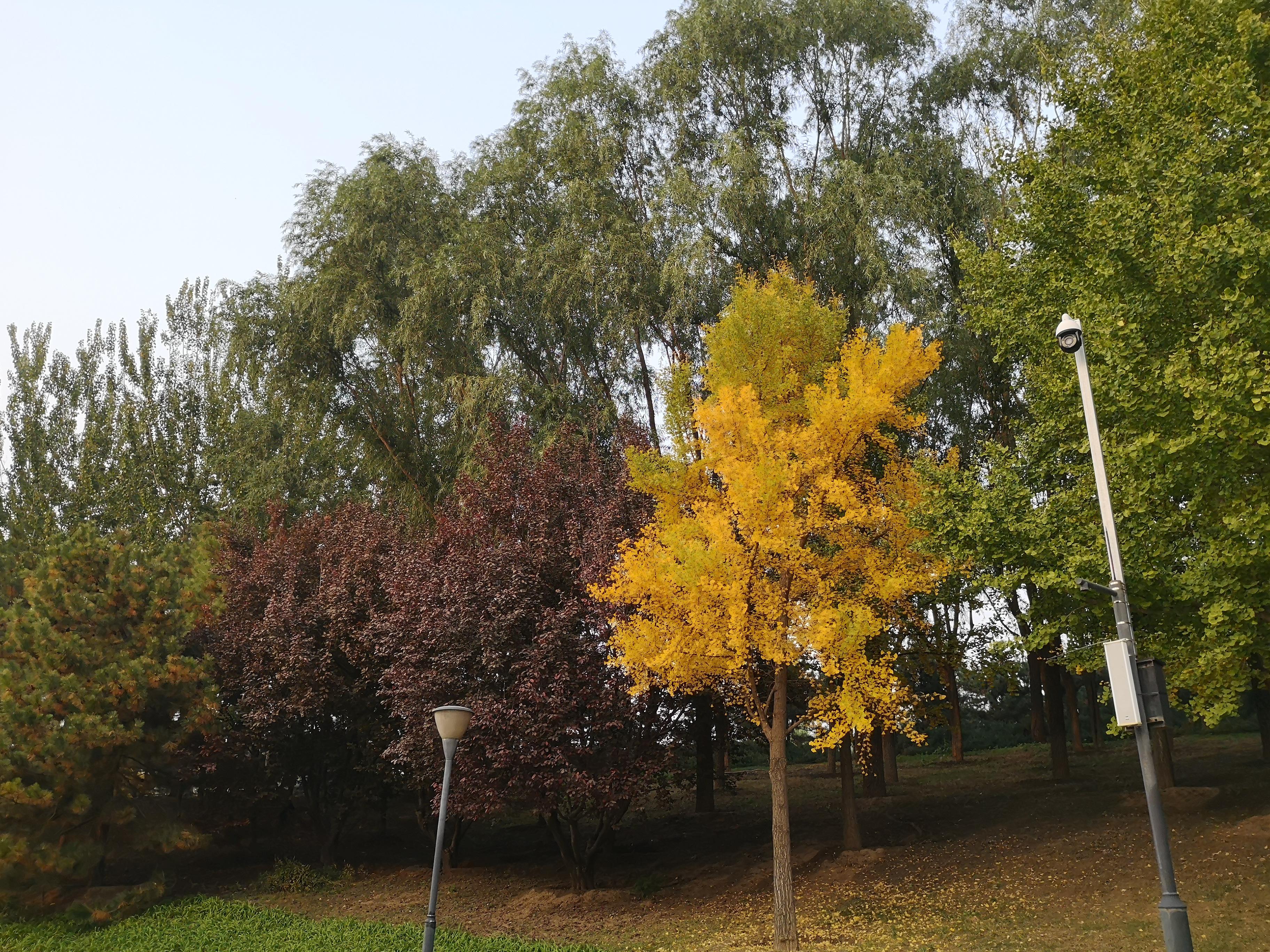 秋日大望京公园的美景 秋天的气息悄然而至,大望京公园的树叶也开始换