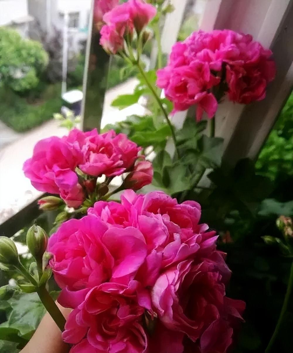 重彩安:阳台专属的天竺葵 天竺葵一直都是花友喜欢的花卉,品种丰富