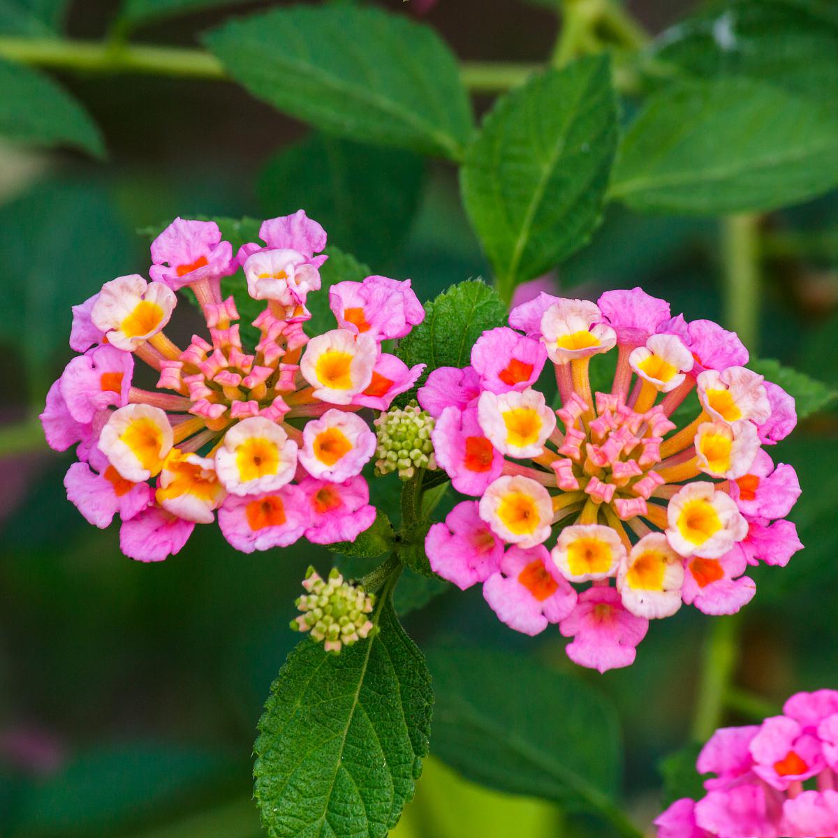 五色梅修剪技巧 很多人喜欢五色梅,但要想让它爆盆,修剪是非常重要的