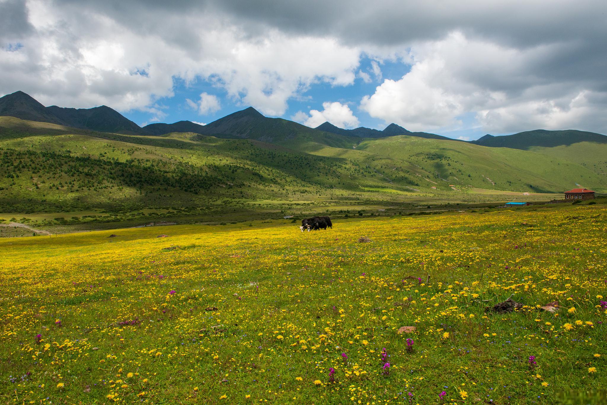 四川攀枝花格萨拉日都尼西草原旅游攻略 四川攀枝花格萨拉日都尼西