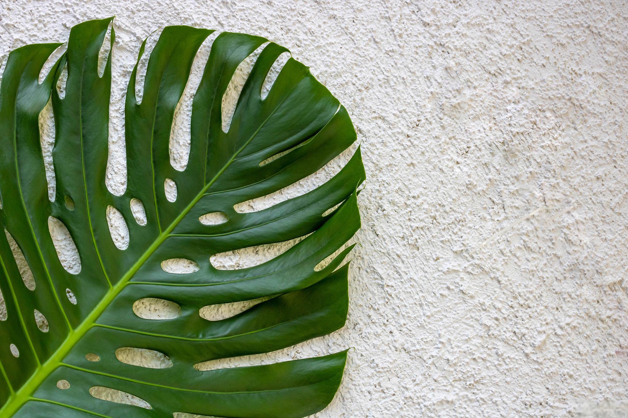 龟背竹叶子水培方法及.@agewitness的动态