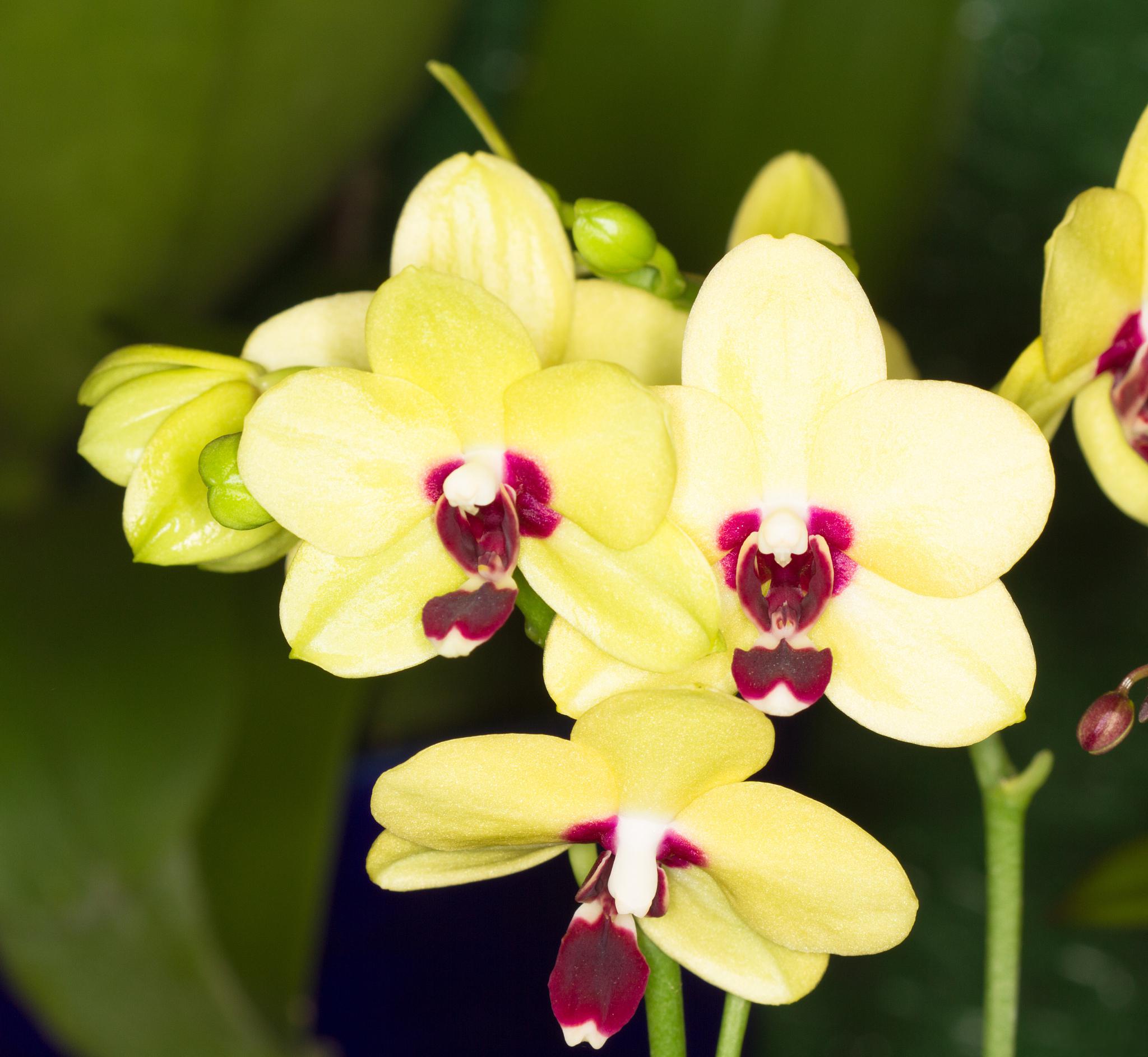 兰花芦头的正确埋法 兰花的芦头是兰花重要的组成部分,它不仅是兰花的