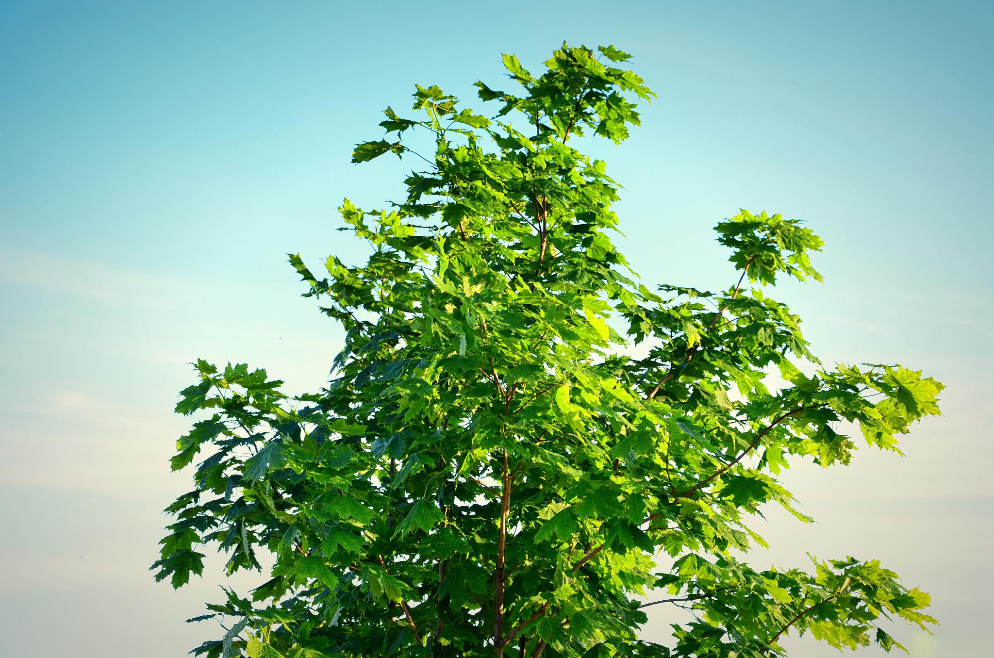 庭院绿植推荐 在庭院中选择四季常青耐寒的绿植可以为庭院增添美丽的