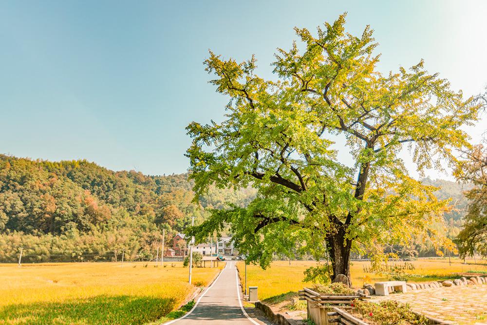 杭州杨家村银杏节 有个小村庄藏在富阳和临安交界处,每到秋天,这里