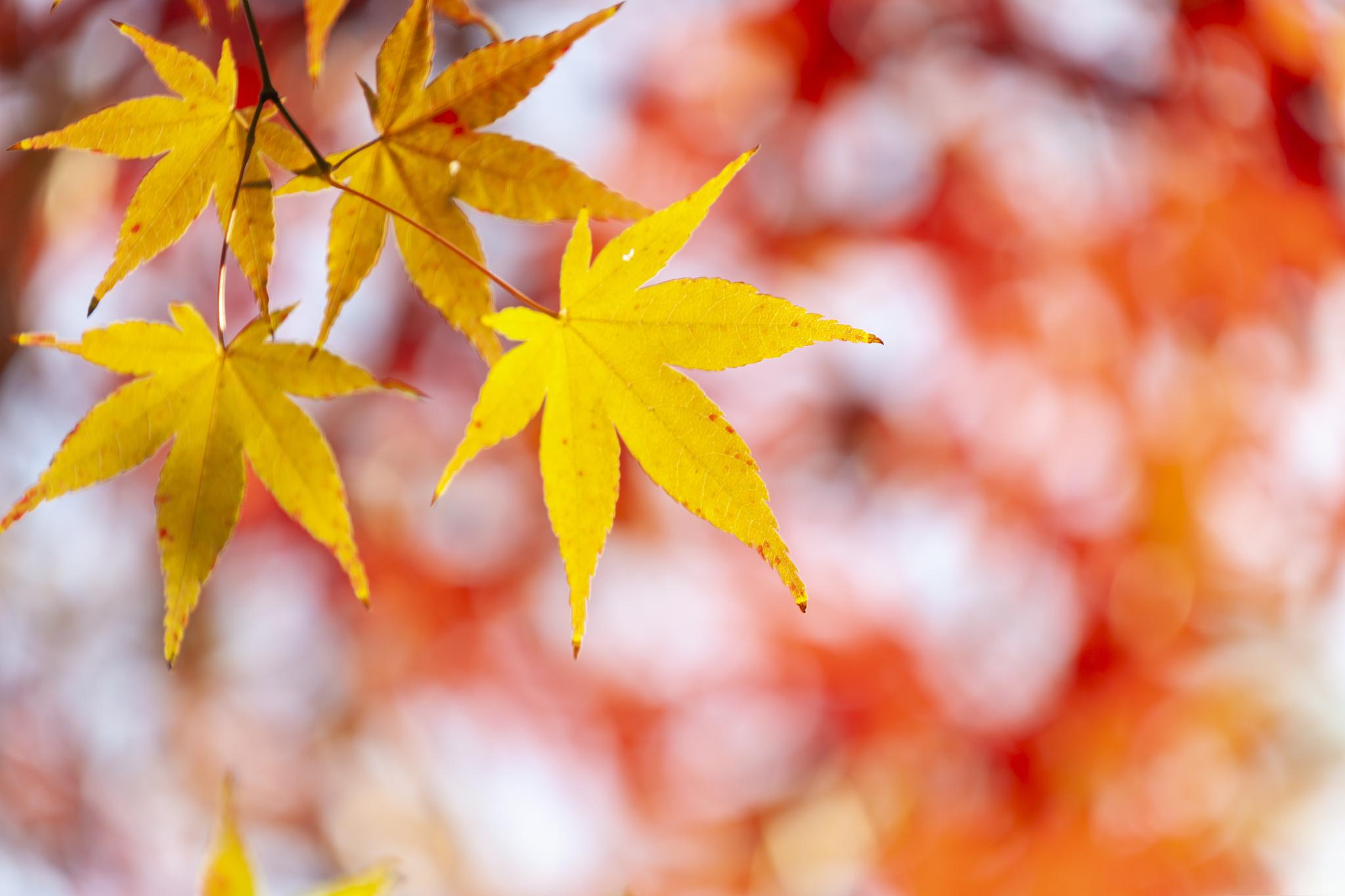 秋日环游指南:兰溪秋天的美景 秋天,是一个充满诗情画意的季节.