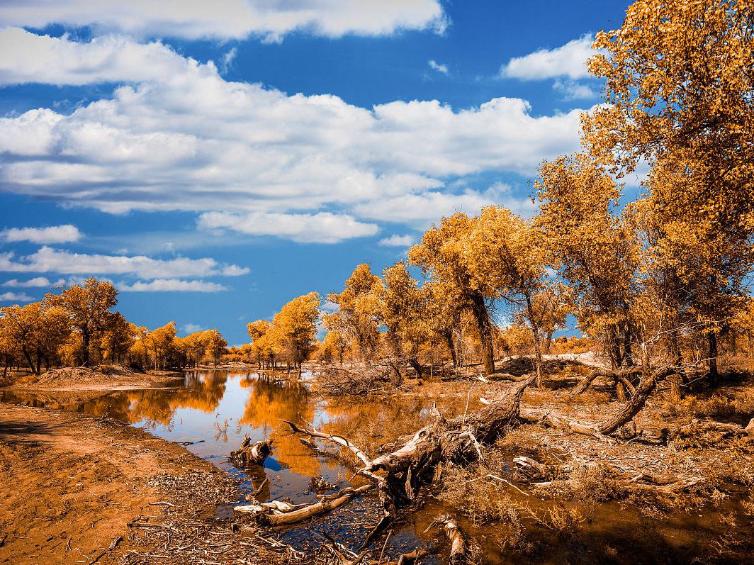 内蒙古额济纳旗秋天的美景 内蒙古额济纳旗是中国北方的一块宝地,被誉