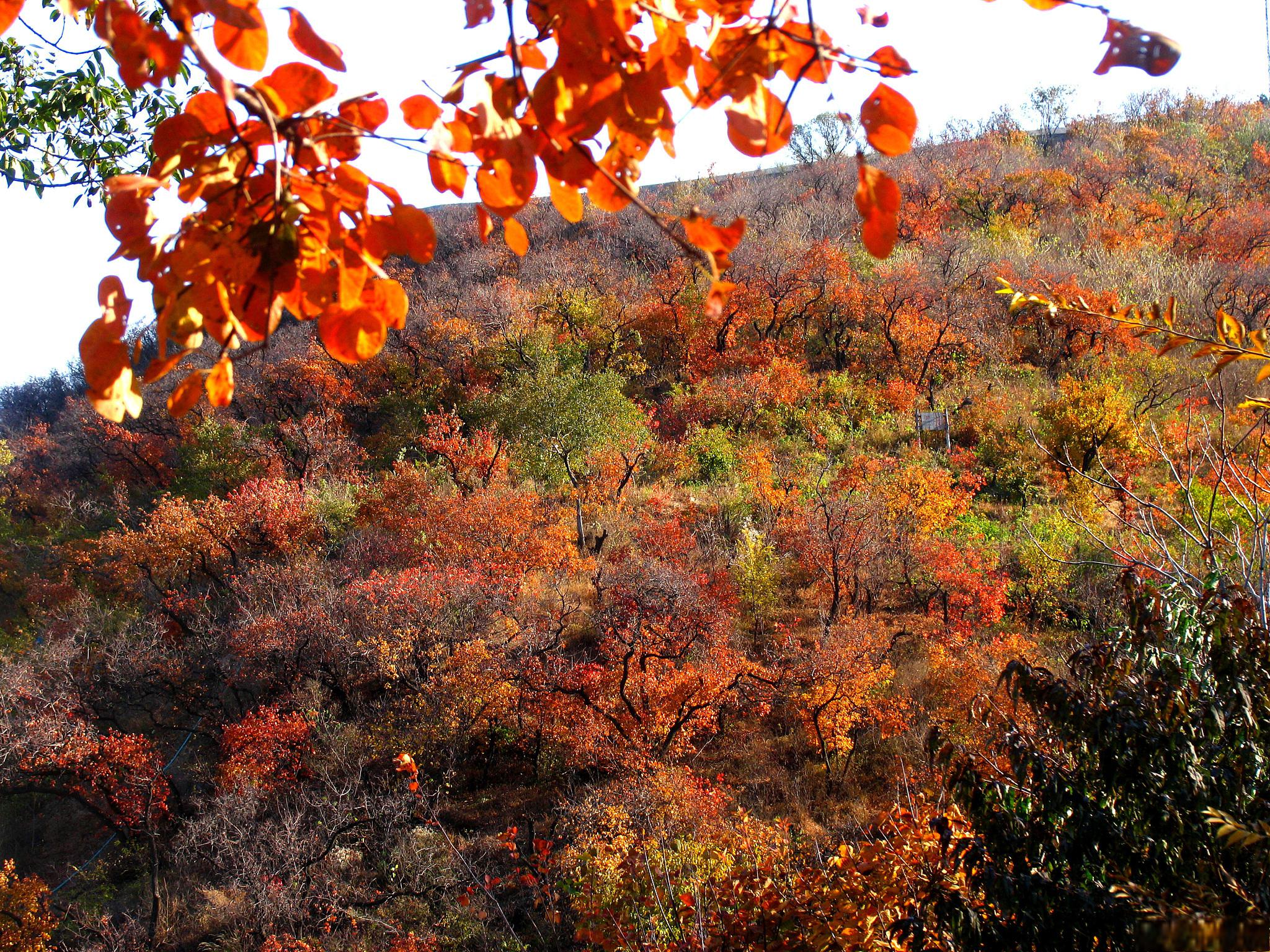 中卫-香山公园:红叶最佳观赏期 红叶是一种特别美丽的风景.