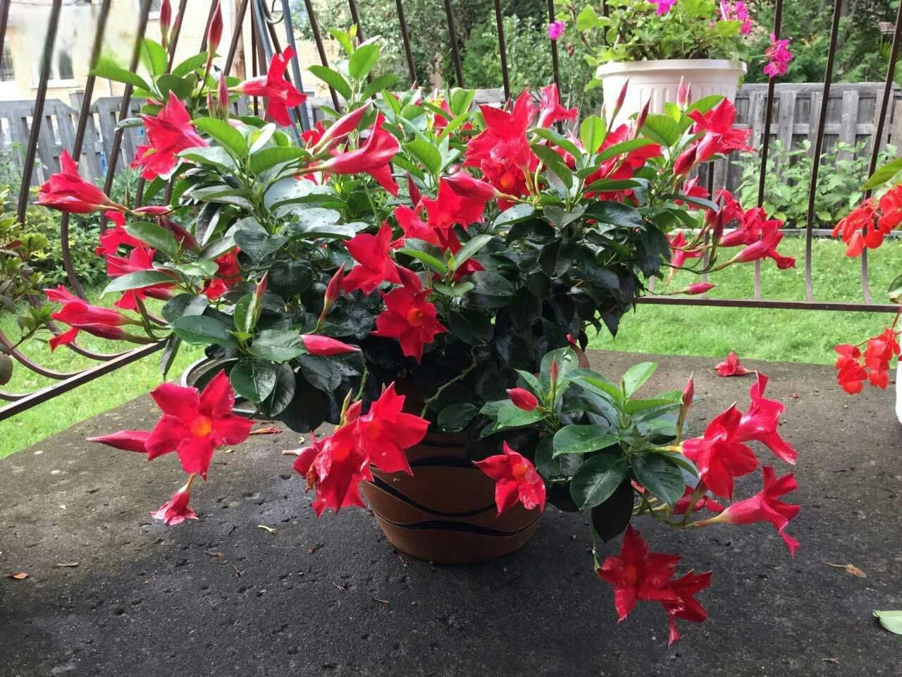 7715充足的阳光 飘香藤需要充足的阳光,每天至少需要6-8小时的