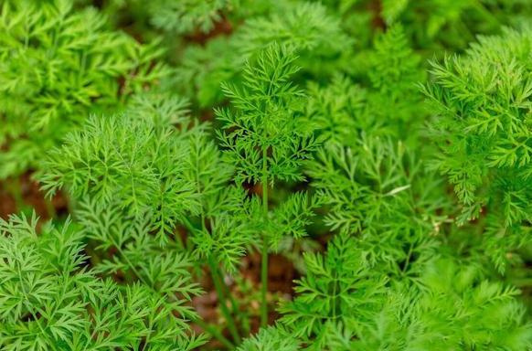 胡萝卜叶子的制作和食用方法 胡萝卜叶子是一种常见的蔬菜,含有丰富的