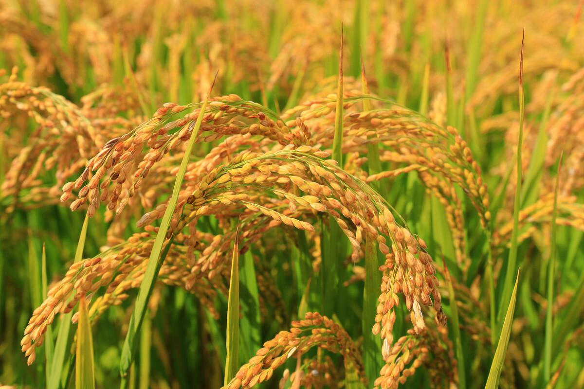 稻田,生命的颜色 90生机勃勃 稻田,生命的颜色,生机勃勃,铺展如梦.